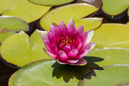 沐鸣娱乐 移动应用背景